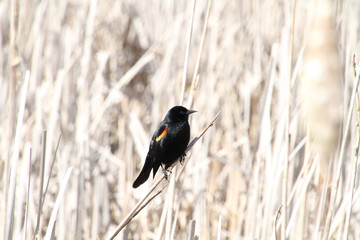 A red winged blackbird sitting on a bulrush stalk in the middle of a wetlands.