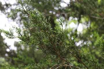 Pine needles on a branch