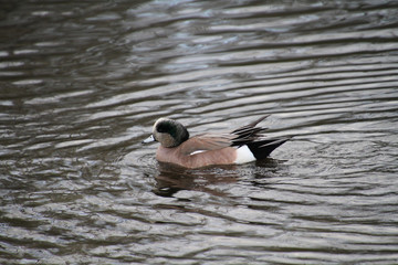 An american widgeon duck playing and swimming in a lake.