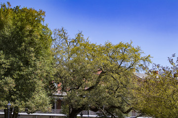 Beautiful Spring Trees Putting forth New Leaves in Jackson Square in the French Quarter of New...