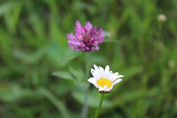 Two flowers in bloom
