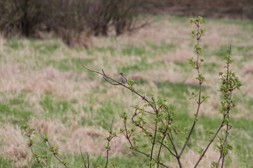 A female mountain bluebird sitting on a small tree with a meadow in the background.