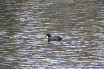 An American Coot duck swimming in a small lake.