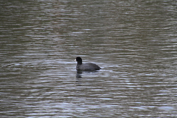 An American Coot duck swimming in a small lake.