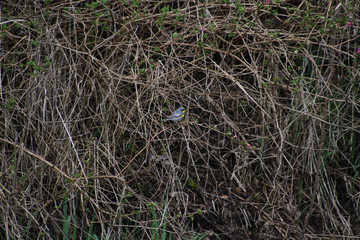 Fototapeta na wymiar A yellow-rumped warbler perched on vines