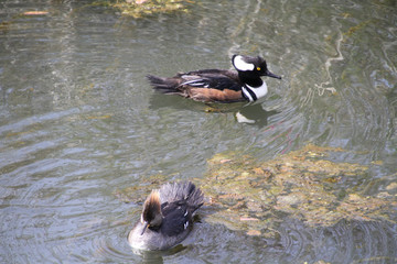 A male and female pair of hooded mergansers