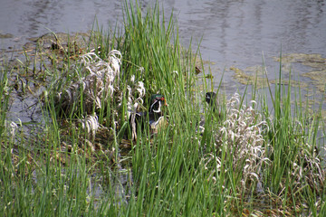 A male and female pair of wood ducks