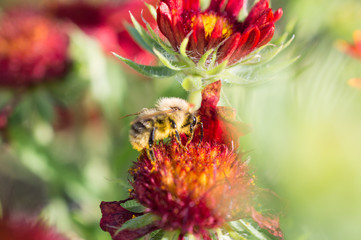 pszczoła na czerwonym kwiatku 2