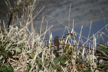 A song sparrow perched on a blackberry vine