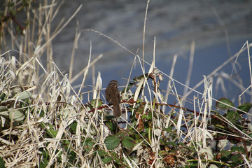 A song sparrow perched on a blackberry vine