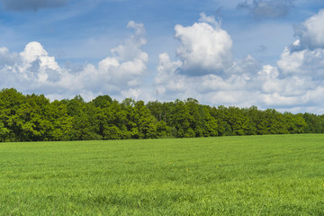 Green field and forest on the horizon. Summer, day.