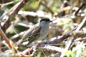 A golden crowned sparrow perched on a blackberry vine