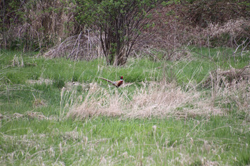 A male pheasant walking through a meadow