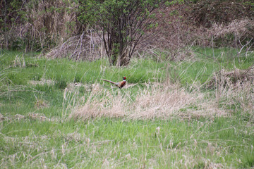 A male pheasant walking through a meadow