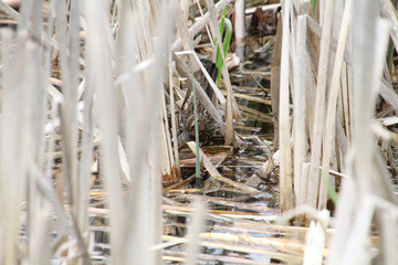 A song sparrow hiding in the reeds