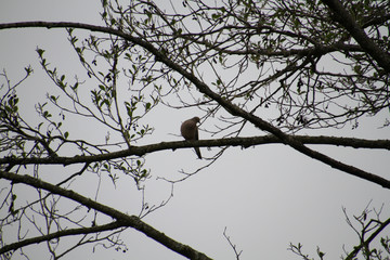 A mourning dove perched on a branch