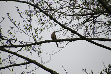 A mourning dove perched on a branch