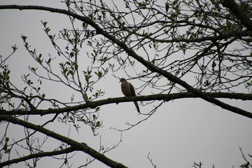 A mourning dove perched on a branch