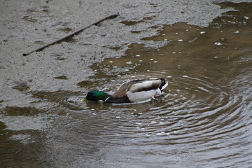 A male mallard duck in a shallow body of water