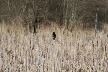 A red winged blackbird perched on a bulrush