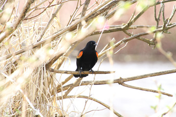 A closeup of a red winged blackbird perched on a branch
