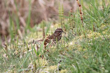 A song sparrow walking in the grass