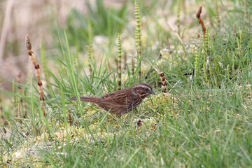 A song sparrow walking in the grass