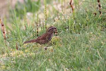 A song sparrow walking in the grass