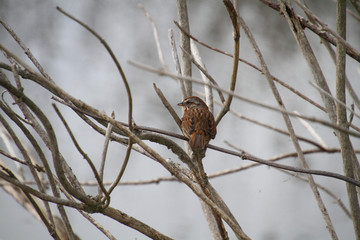 A song sparrow perched on a branch