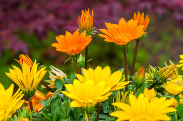 Flower in garden, Germany.