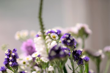 bouquet of dried flowers, statice, lyatris, Chinese gladiolus and chamomile