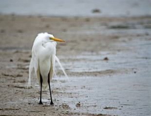 single egret on beach looking toward the water