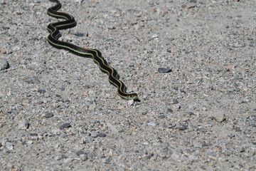 A garter snake on a fine gravel trail in the sun.