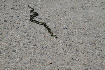 A garter snake on a fine gravel trail in the sun.