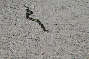 A garter snake on a fine gravel trail in the sun.