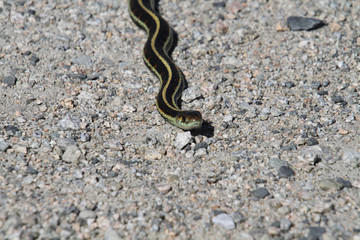 A garter snake on a fine gravel trail in the sun.