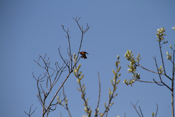 A rufus hummingbird taking off from a bare branch