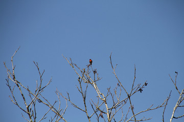 A rufus hummingbird perched on a branch