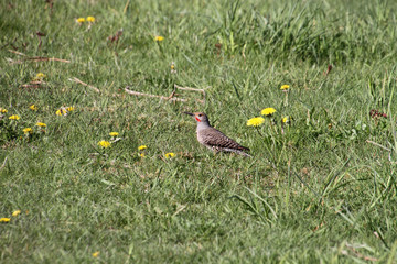 A northern flicker woodpecker hunting in the grass