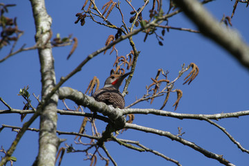 A northern flicker woodpecker perched in a tree