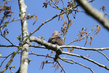 A northern flicker woodpecker perched in a tree