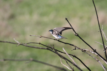 A tree swallow perched on a bare branch