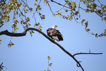 An American bald eagle perched on a tree branch