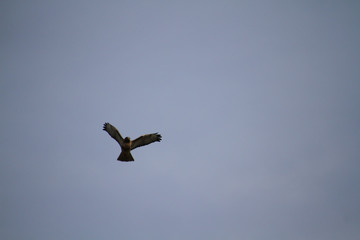 A red tailed hawk flying on a clear blue day in the spring.