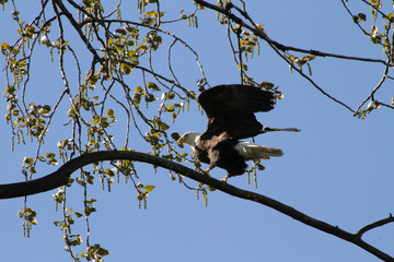 An American bald eagle perched on a tree branch