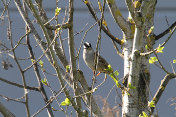 A white crowned sparrow perched on a branch