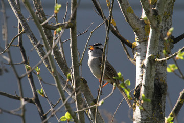 A white crowned sparrow perched on a branch