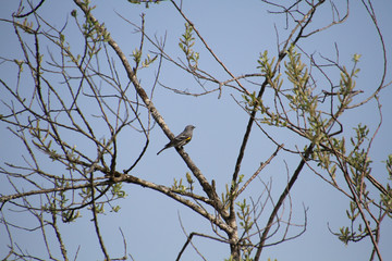 A yellow rumped sparrow sitting on a branch