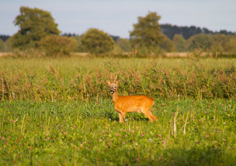 Roe deer buck, Capreolus capreolus, also known as Chevreuil, in a meadow
