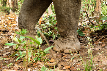 Close-up legs of elephant walking through the rainforest. Chiang Mai province, Thailand.